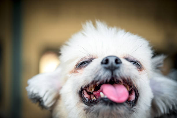 istock Dog looking and waiting something when travel 1215920981