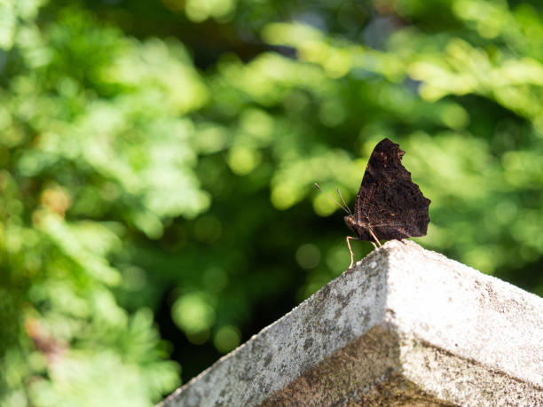European peacock butterfly (Aglais Io) sitting on wall