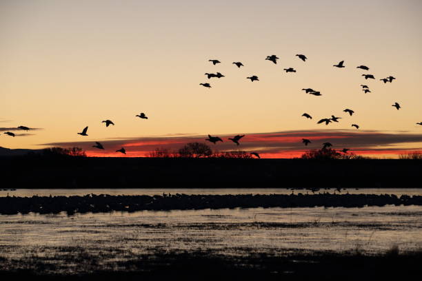 istock Snow geese  Bosque del Apache, New Mexico USA 1215921163