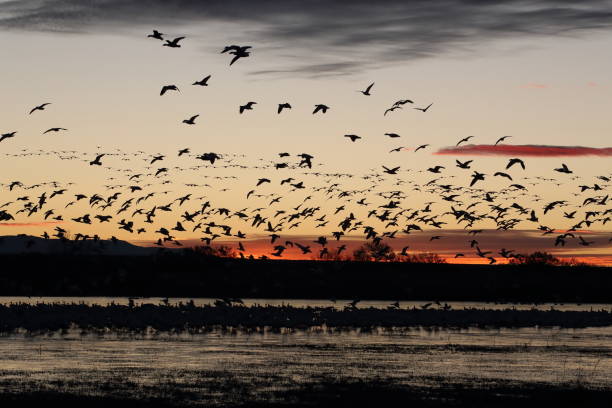 istock Snow geese  Bosque del Apache, New Mexico USA 1215921320