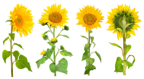 istock Collection sunflower flowers from different angles 1215921605