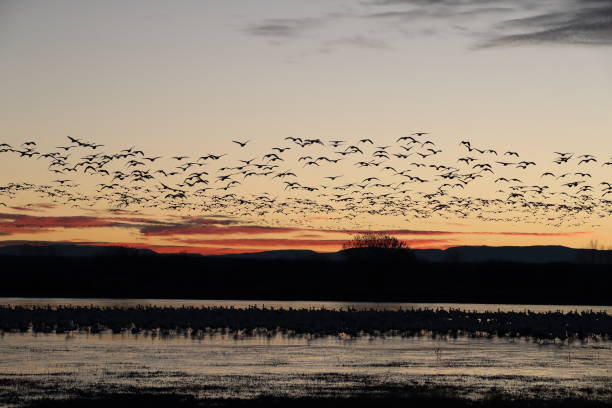istock Snow geese  Bosque del Apache, New Mexico USA 1215921613