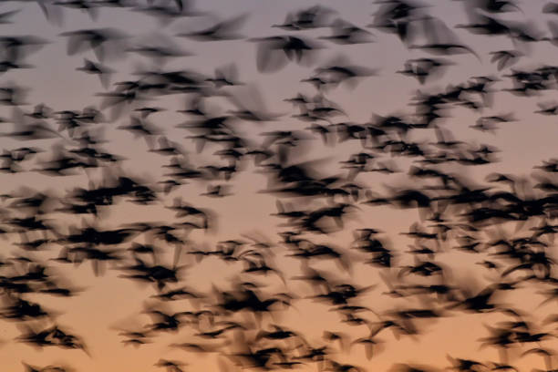 istock Snow geese  Bosque del Apache, New Mexico USA 1215921629