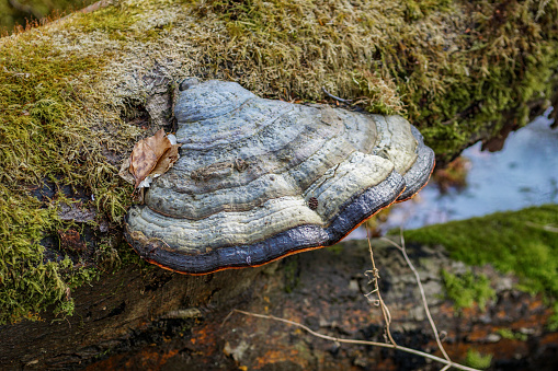 Close up of a colourful blue tinder fungus on a moulding tree trunk