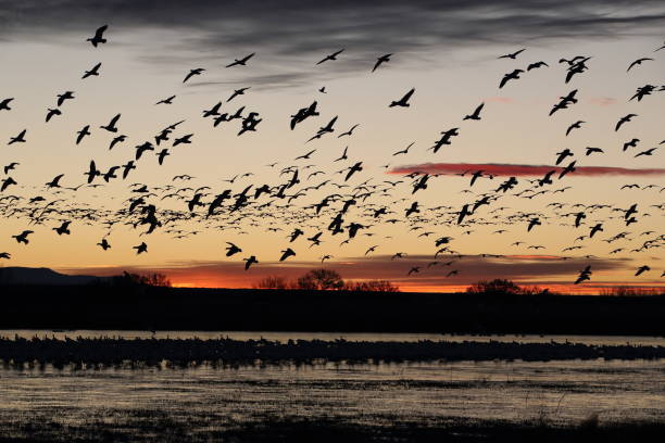 istock Snow geese  Bosque del Apache, New Mexico USA 1215921775