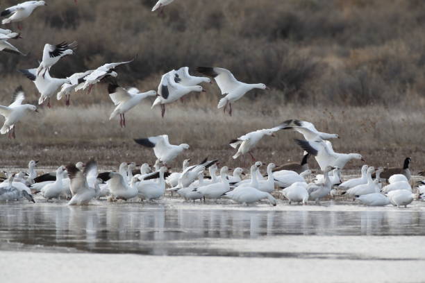 istock Snow geese  Bosque del Apache, New Mexico USA 1215921815