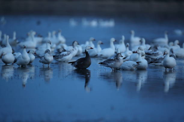 istock Snow geese  Bosque del Apache, New Mexico USA 1215922452