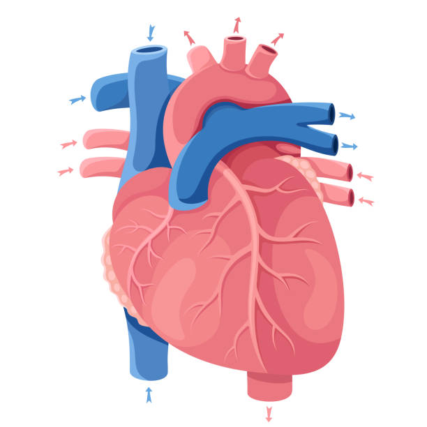 ilustrações de stock, clip art, desenhos animados e ícones de human heart. anatomy - pumping blood illustrations