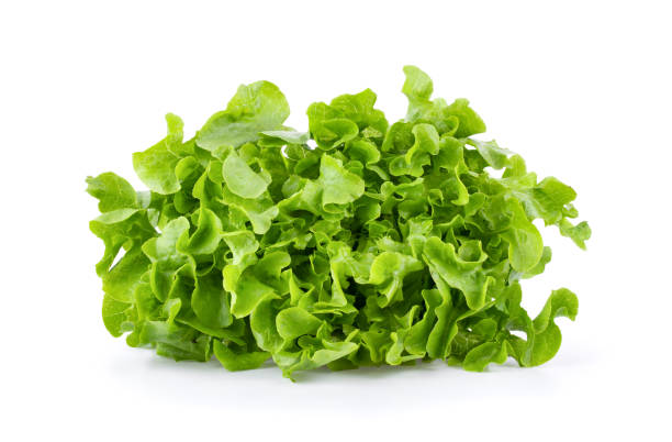 istock Lettuce vegatable isolated on white background. full depth of field 1215923418