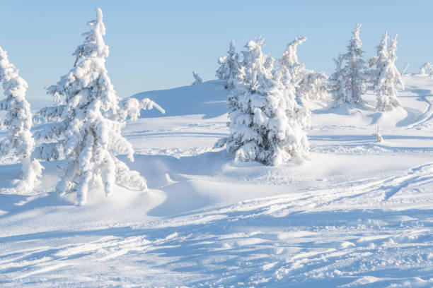 冬の晴れた日に雪に覆われたトウヒの木 - extreme terrain powder snow winter snow ストックフォトと画像