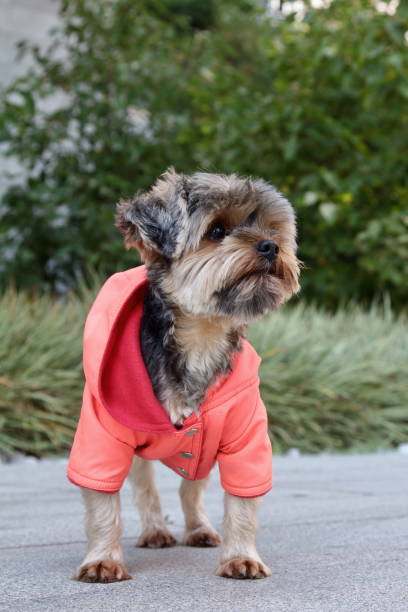 istock fancy and clothed dog, strolling on the street 1215923643