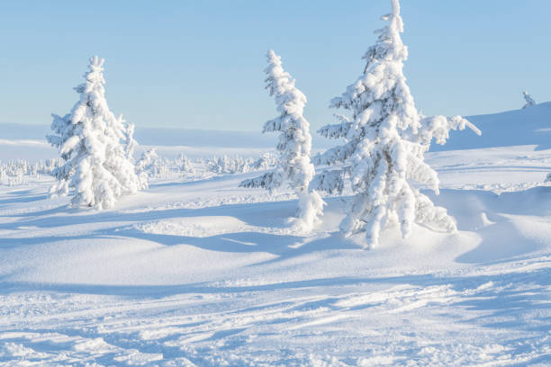 Snow covered spruce trees along a ski slope at Hafjell ski resort (near Lillehammer) in Norway on a sunny day in late January.