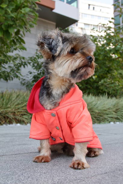istock fancy and clothed dog, strolling on the street 1215923802