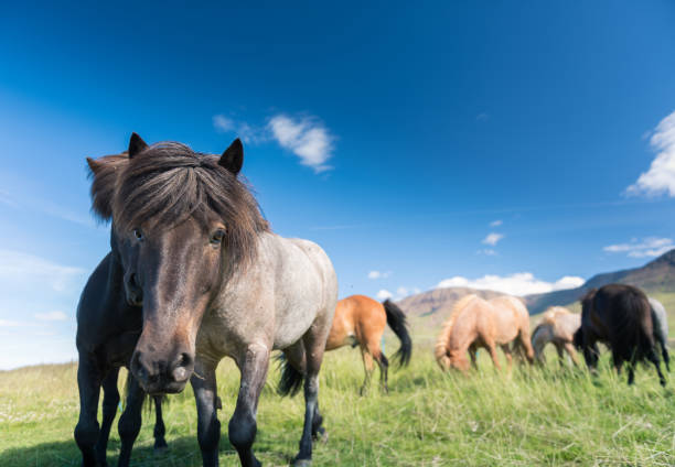 istock Icelandic horses and beautiful landscape 1215923990