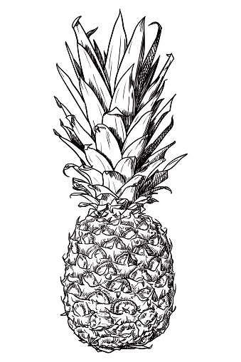 Old style illustration of popular and tasty fruit