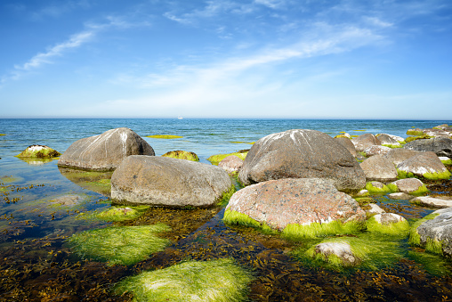 Big stones and seagrass on the beach. Sea coast of  island of Rugen.