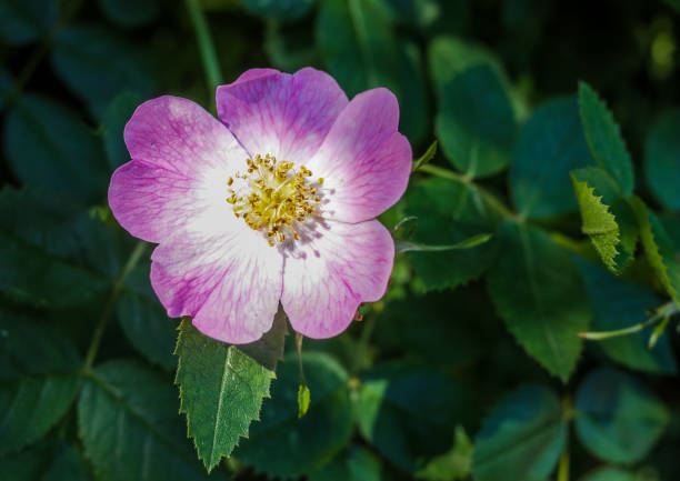 istock Wild Rose in Flower 1215925192