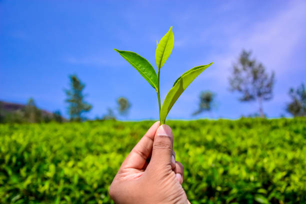 istock Tea plantation in Sri Lanka 1215925320