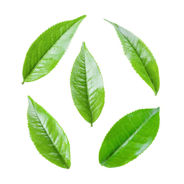 green tea leaf isolated on white background