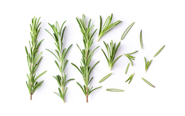 istock Rosemary isolated on white background. Top view. 1215925749
