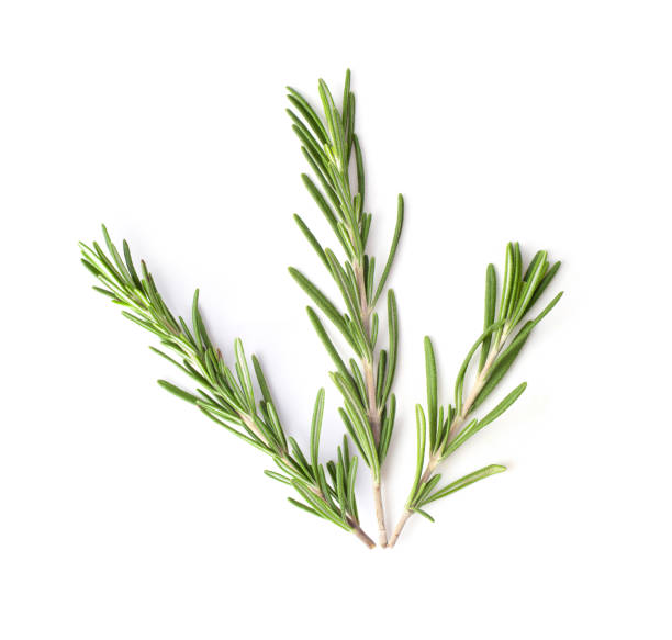 istock Rosemary isolated on white background, Top view. 1215925809