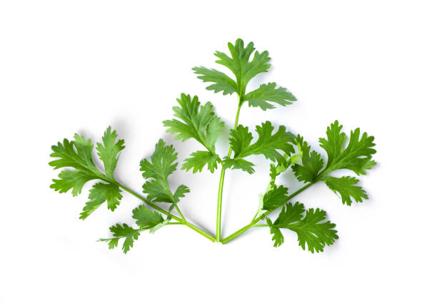 istock Green coriander leaves close-up, isolation on a white background. top view 1215925814