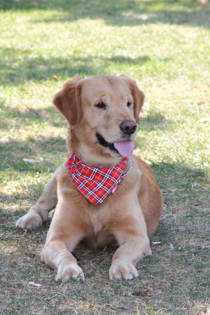 istock fancy and clothed dog, strolling on the street 1215926508