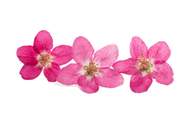 istock red blossoms of apple tree 1215926934