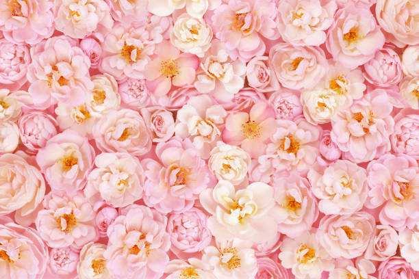 istock Delicate blossoming roses, blooming flowers background 1215927064