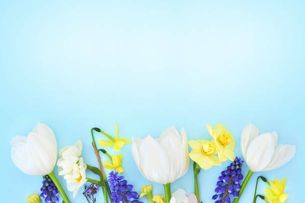 istock Spring blossoming flowers and tulips background 1215927081