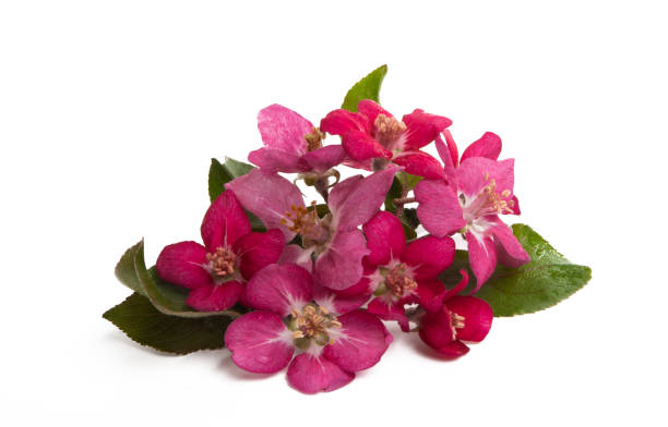 istock red blossoms of apple tree 1215927305
