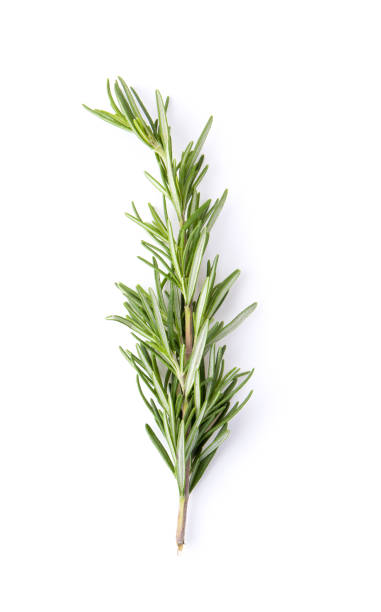 istock fresh rosemary isolated on white background, Top view. 1215928556