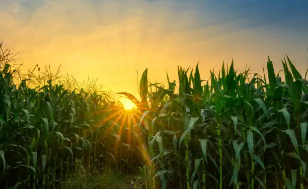 green corn field in agricultural garden and light shines sunset