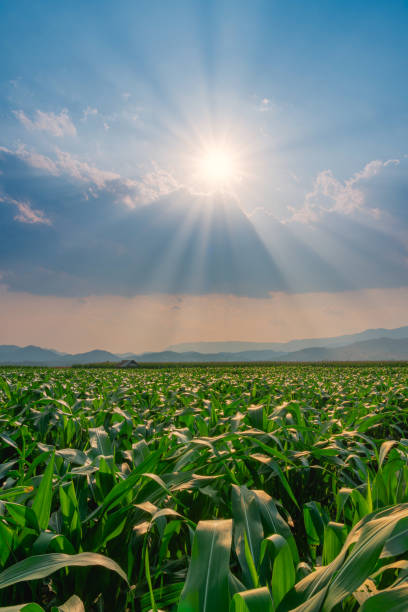 istock Corn field in agricultural garden and light shines sunset 1215929209