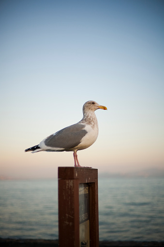 a seagull in a fishing port in Chilean patagonia