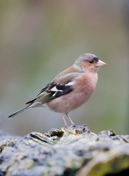 istock Common Chaffinch (Fringilla coelebs) Male 1215930394