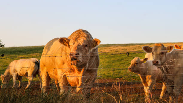 istock Charolais cattle breed. White bull with huge muscles. 1215930846