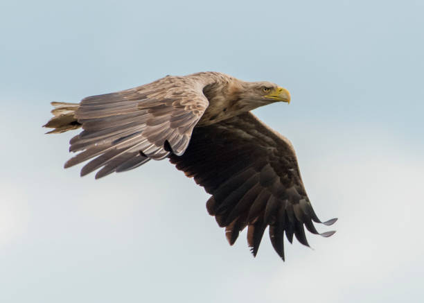 フライングウミワシ - white tailed eagle sea eagle eagle sea ストックフォトと画像
