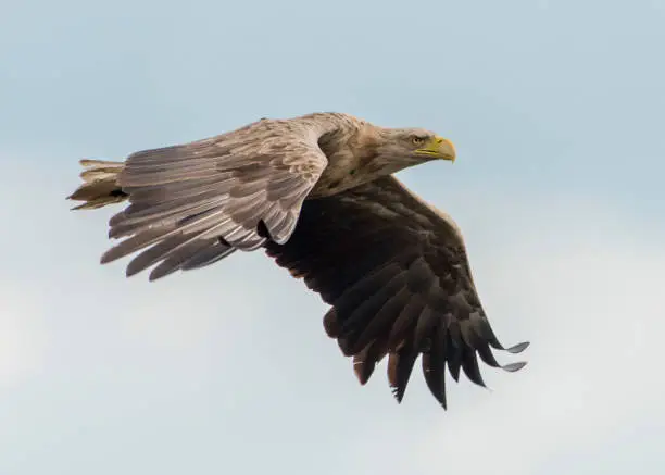 Flying sea eagle in germany lower saxony