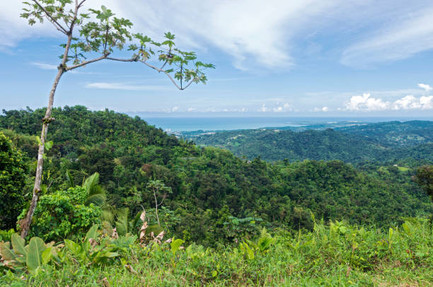 istock Rainforest and atlantic coast of puerto rico 1215932837