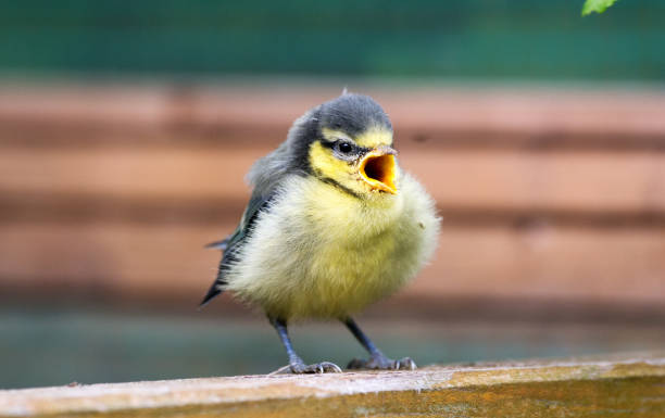 istock Little great tit bird screaming for mother 1215932998