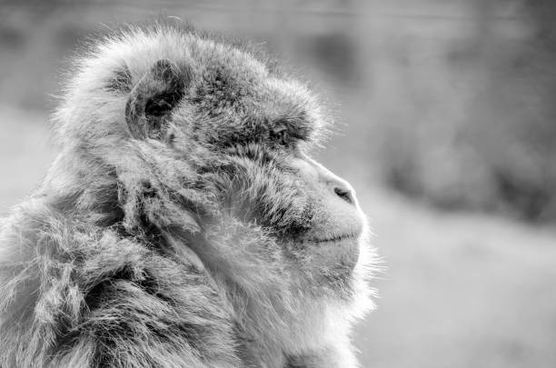 monkey portrait in black and white - macaque