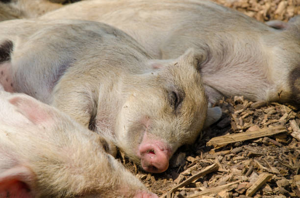 istock Sleeping youngsters - wild boar in the forest 1215935634