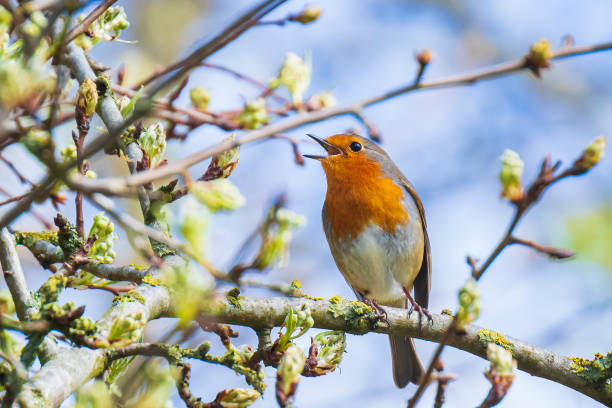 European robin bird Erithacus rubecula singing stock photo