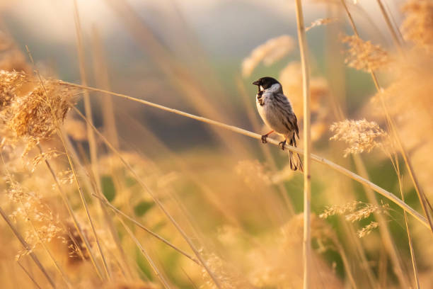 Singing bird in the reeds during sunset A common reed bunting Emberiza schoeniclus sings a song on a reed plume Phragmites australis during sunset marsh warbler stock pictures, royalty-free photos & images