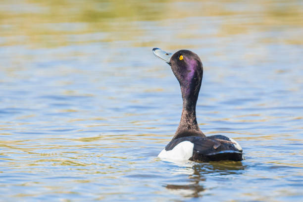 istock male Tufted duck, Aythya fuligula 1215935687