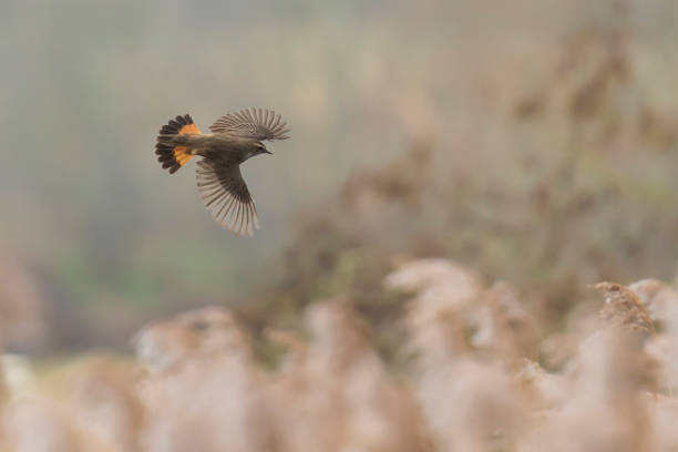 istock Bluethroat Luscinia svecica cyanecula in flight 1215935734
