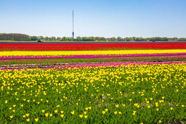istock Multi colored Dutch tulips flowers field with a blue sky 1215935759