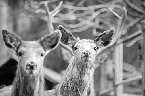 Red deer - deer look attentively