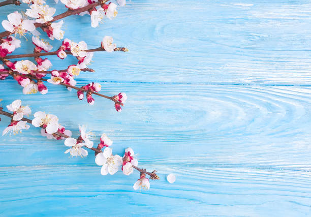 istock blooming cherry on a wooden background 1215936022